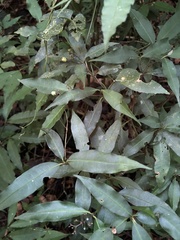 Psychotria leiocarpa