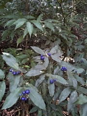 Psychotria leiocarpa