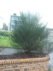 Cytisus scoparius andreanus