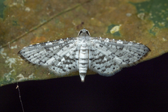 Epaena