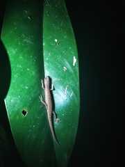 Saproscincus basiliscus