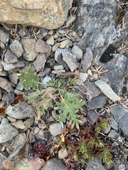 Potentilla rubricaulis