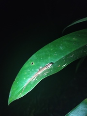 Saproscincus basiliscus