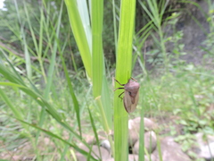 Chalcopis glandulosa