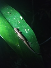 Saproscincus basiliscus