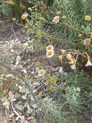 Erigeron blochmaniae