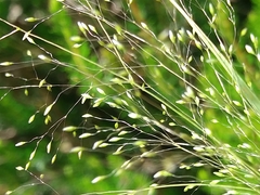 Agrostis delicatula