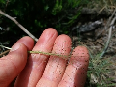 Agrostis delicatula