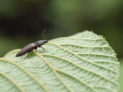 Acteniceromorphus spinosus