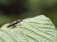 Acteniceromorphus spinosus