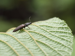 Acteniceromorphus spinosus