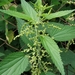 Nettles - Photo (c) Дарья, some rights reserved (CC BY-NC), uploaded by Дарья