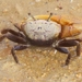 Mudflat Fiddler Crab - Photo (c) Manuel A. Pérez R., some rights reserved (CC BY-NC), uploaded by Manuel A. Pérez R.
