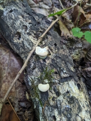 Loweomyces fractipes