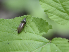 Acteniceromorphus spinosus
