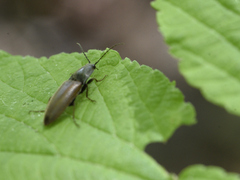 Acteniceromorphus spinosus