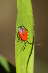 Coccobaphes frontifer