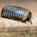 Malagasy and Indian Pill Millipedes - Photo (c) Vikrant Kumar, some rights reserved (CC BY-NC), uploaded by Vikrant Kumar