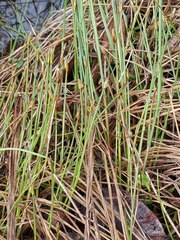 Trichophorum alpinum