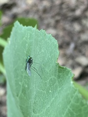 Condylostylus