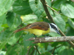 Pitangus sulphuratus