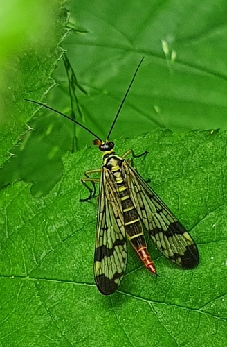 Panorpa communis
