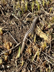 Plestiodon multivirgatus