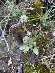 Micranthes rhomboidea