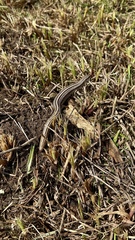 Plestiodon multivirgatus