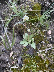 Micranthes rhomboidea