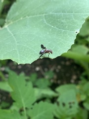 Delphinia picta