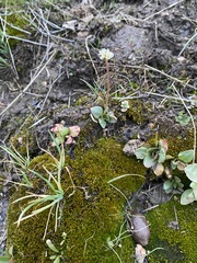 Micranthes rhomboidea