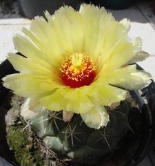 Coryphantha salinensis