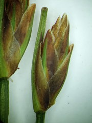 Trichophorum alpinum