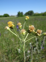 Tephroseris integrifolia
