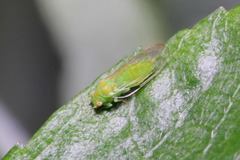 Cacopsylla peregrina