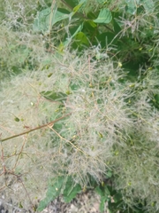 Cotinus coggygria