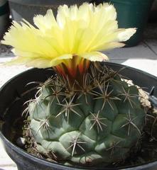 Coryphantha salinensis