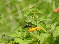 Sataspes