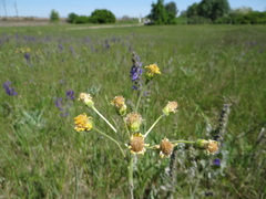 Tephroseris integrifolia