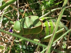 Pycnogaster cucullatus