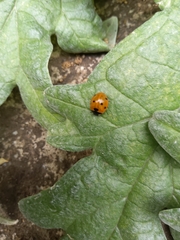 Coccinella septempunctata