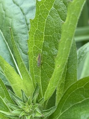 Graphocephala versuta