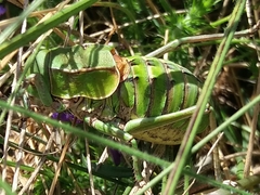 Pycnogaster cucullatus