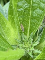 Graphocephala versuta