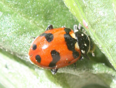 Hippodamia caseyi