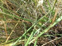 Pycnogaster cucullatus