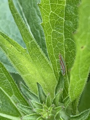Graphocephala versuta