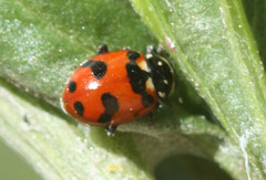 Hippodamia caseyi