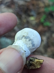 Loweomyces fractipes